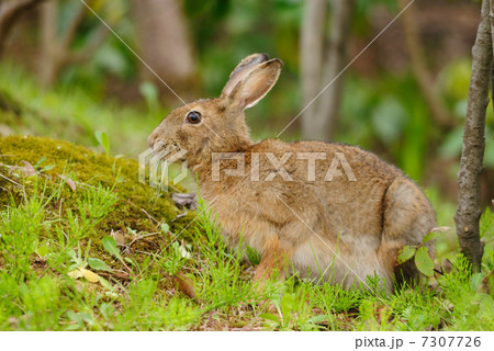 ノウサギ 7307726