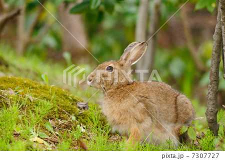 ノウサギ 7307727