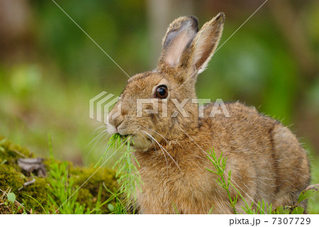 ノウサギ 7307729
