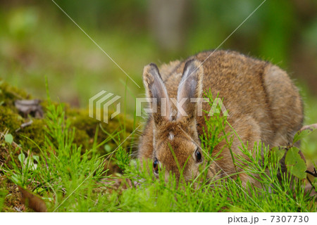 ノウサギ 7307730