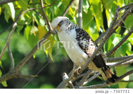 カンムリワシ　１ 7307731