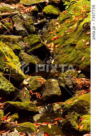 秋の鎌倉湖　鎌倉 7307736