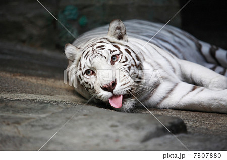 White Tiger 7307880