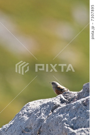 イワヒバリ 7307895