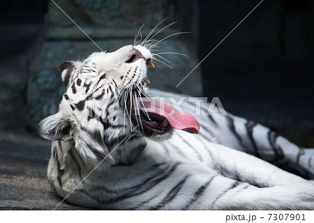 White Tiger Yawing 7307901