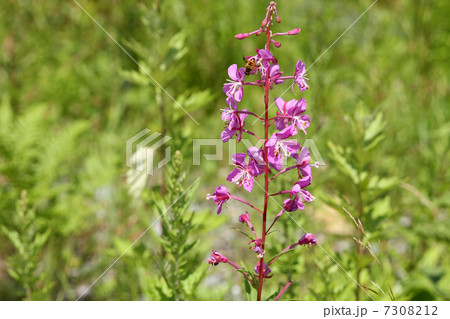 ヤナギラン ヤナギラン 7308212