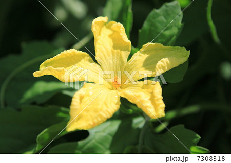 ゴーヤの花（雄花） 7308318