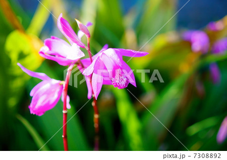 シラン 花言葉 あなたを忘れない Bletilla Striata Reichb Fil の写真素材 730