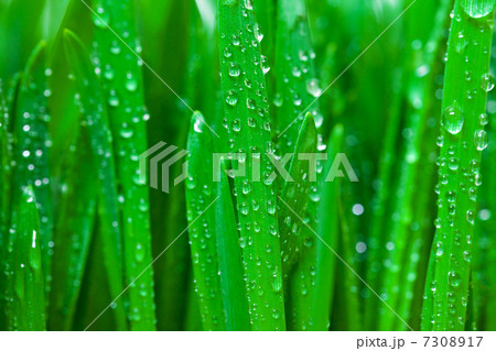 Green grass with dew closeup Green grass with dew closeup 7308917