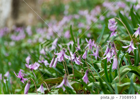 三毳山のカタクリ群落（曇り） 7308953