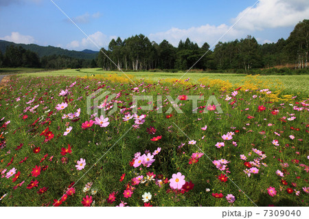 開田高原のソバ畑とコスモス 7309040