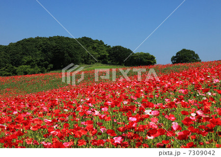 高原のアイスランドポピー　　 7309042