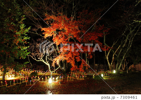 大覚寺 ライトアップ 紅葉と風車 7309461