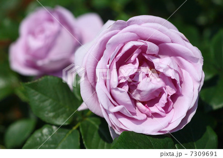 薄紫色のバラ 薄紫色のバラ 7309691