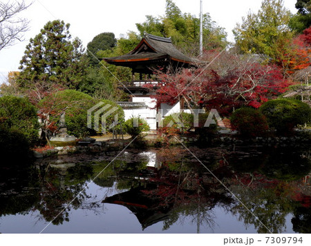 長岳寺　桜門　放生池 7309794