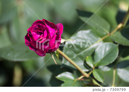 バラ 品種(フォールスタッフ)雫バージョン バラ 品種(フォールスタッフ)雫バージョン 7309799