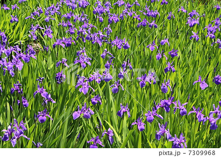 かきつばた 7309968