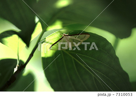 マエアカスカシノメイガ マエアカスカシノメイガ 7310053