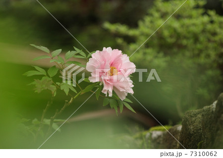 牡丹の花 牡丹の花 7310062