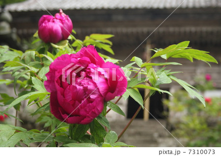 長谷寺の牡丹 長谷寺の牡丹 7310073