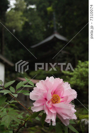 長谷寺の牡丹 7310074