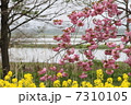 八重桜、菜の花、田んぼ。 7310105
