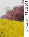 霧の菜の花ロード 7310106