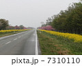 早朝の菜の花ロード 7310110