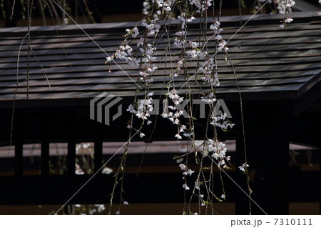 門と枝垂れ桜 7310111