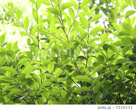 新緑の若葉と木漏れ日の風景 背景のイラスト素材