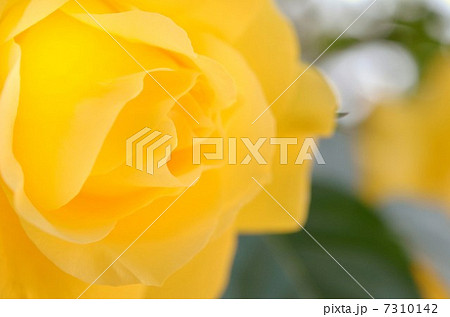 薔薇 薔薇 7310142
