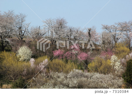 花見山 7310384