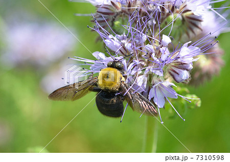 ハゼリソウと熊蜂 ハゼリソウと熊蜂 7310598