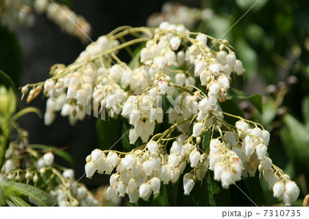アセビ 7310735