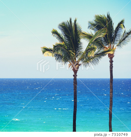 Blue beach ocean palm trees background Blue beach ocean palm trees background 7310749