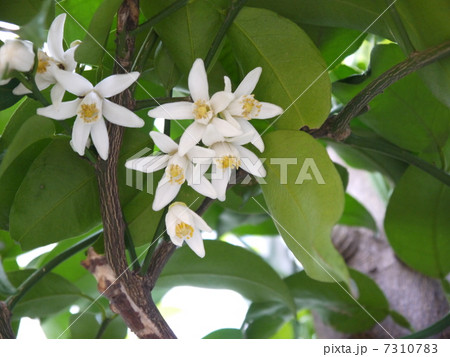 柚子の花 7310783