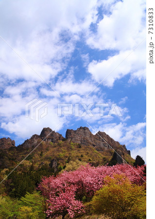 妙義山と八重桜 7310833