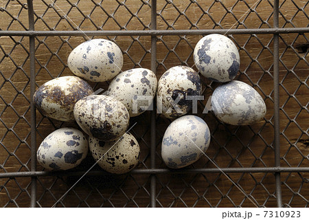 金網の上のウズラの卵 金網の上のウズラの卵 7310923