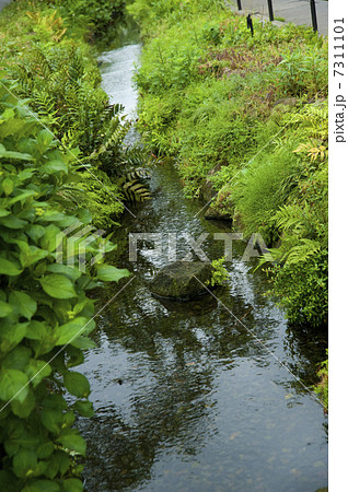 北沢川緑道 7311101