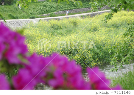 鴨川土手のつつじと菜の花 7311146