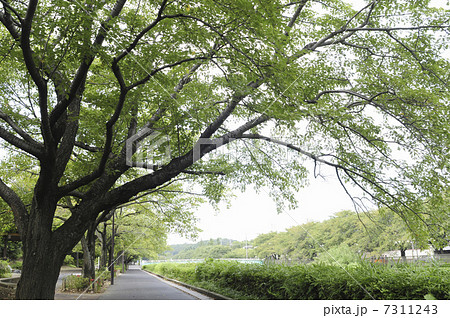 野川の遊歩道 野川の遊歩道 7311243