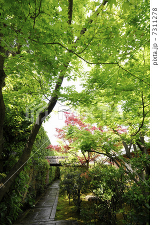 大徳寺黄梅院の中庭 7311278