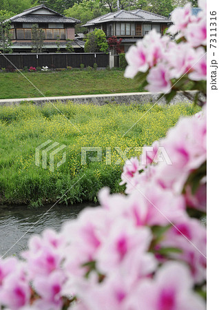 鴨川土手のつつじと菜の花 7311316