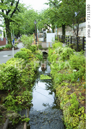 北沢川緑道 7311380