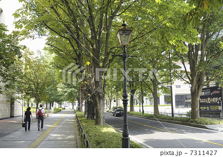 栃木県庁前の並木路 7311427