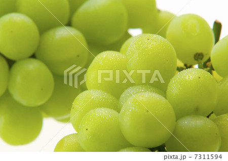 マスカットアレキサンドリア マスカットアレキサンドリア 7311594