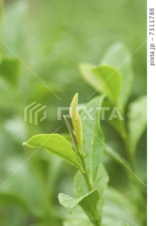 茶畑 7311786