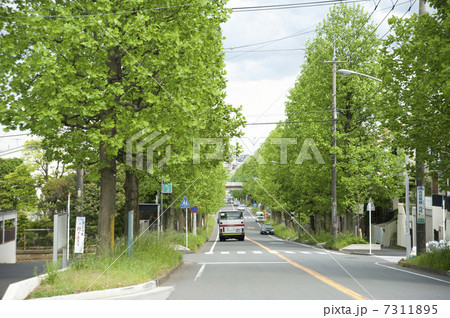 美しが丘の並木道 7311895