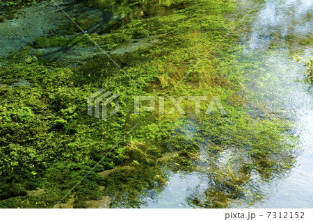 柿田川の清流 柿田川の清流 7312152
