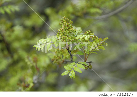 木の芽（山椒） 7312177